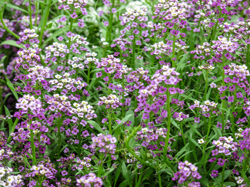 Cute tender alyssum with a wonderful aroma of flowers covered the ground in the garden in summer day.