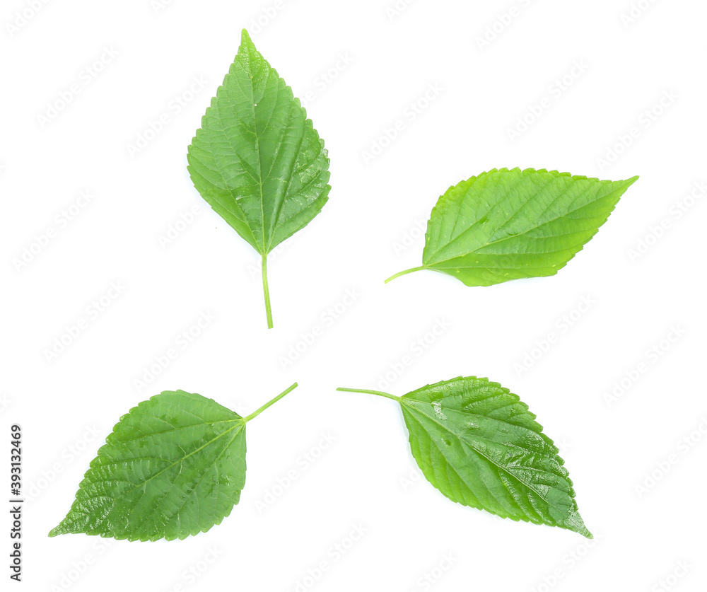green leaf isolated on a white green leaf isolated on a white