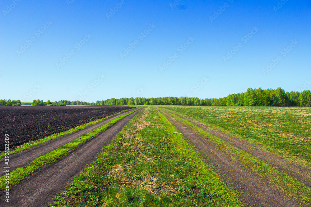 spring in the field