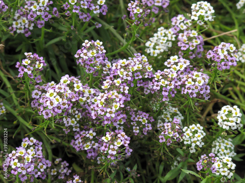 Flowers of white and purple alyssum in the summer garden, natural landscape design. Lobularia blossom with purple lilac small flowers.