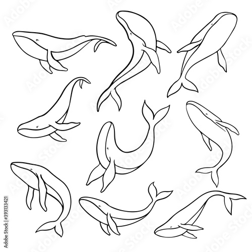 Collection of hand drawn whales in different poses on a white background. Vector illustration