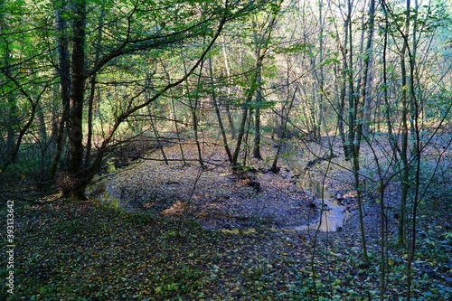 View of autumn colors in Belgrad Forest in Istanbul  Turkey.