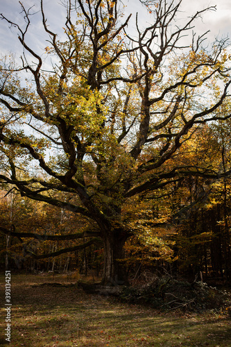 Herbstlicher Baum