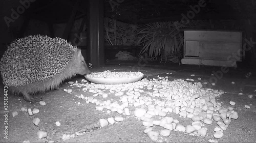 wild european hedgehog feeding cat dry food in night. infrared film. photo