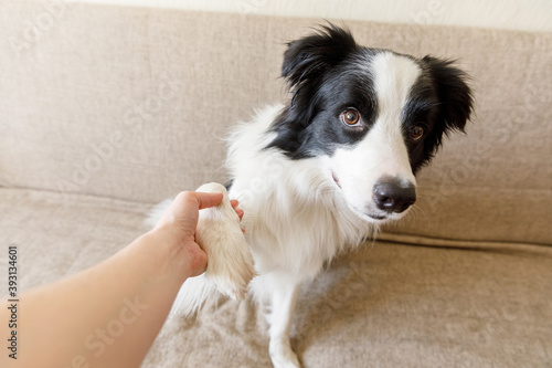 Fototapeta Naklejka Na Ścianę i Meble -  Funny portrait of cute puppy dog border collie on couch giving paw. Dog paw and human hand doing handshake. Owner training trick with dog friend at home indoors. friendship love support team concept.