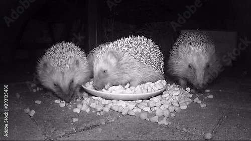 wild european hedgehog feeding cat dry food in night. infrared film.