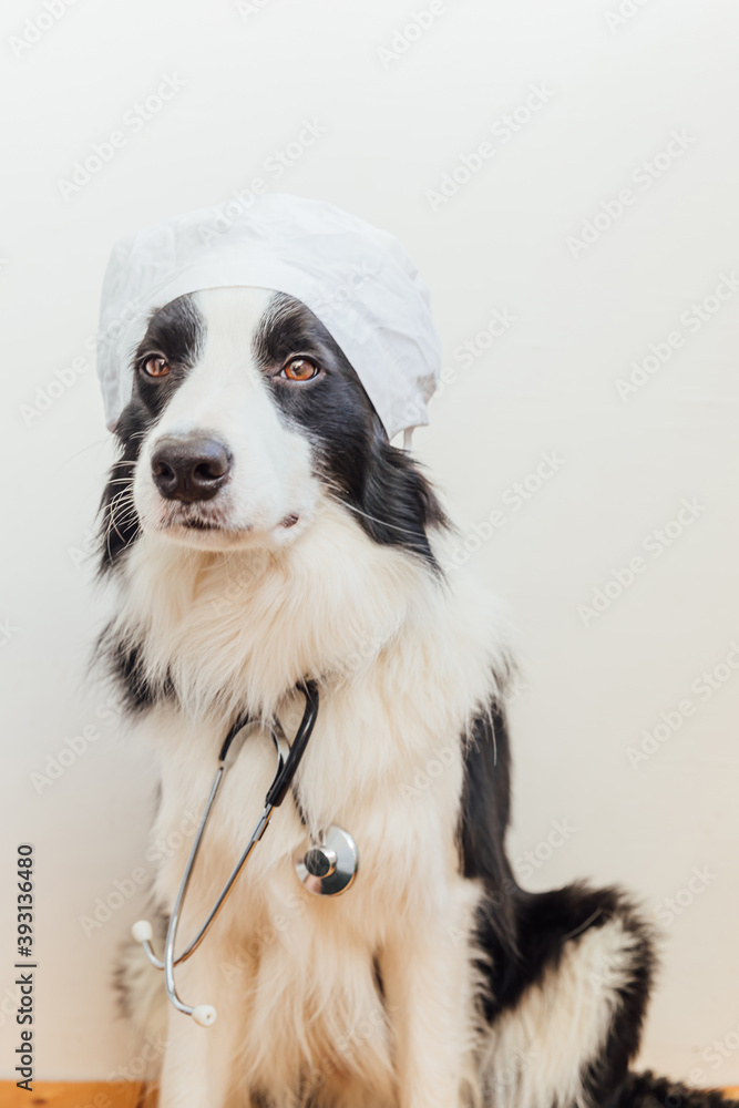 Puppy dog border collie with stethoscope dressed in doctor costume on white wall background indoor. Little dog on reception at veterinary doctor in vet clinic. Pet health care and animals concept.