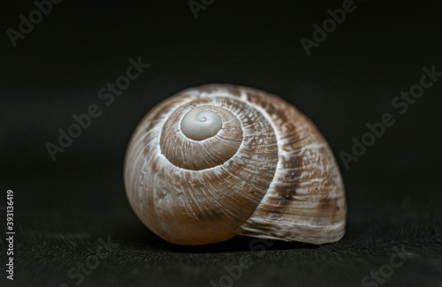 snail on a black background