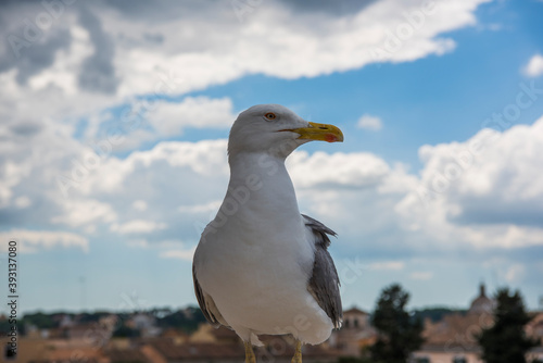 Seagull on an old building in the center of Rome © goryachkincamera