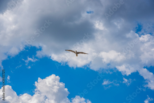 A bird flying against a blue cloudy sky