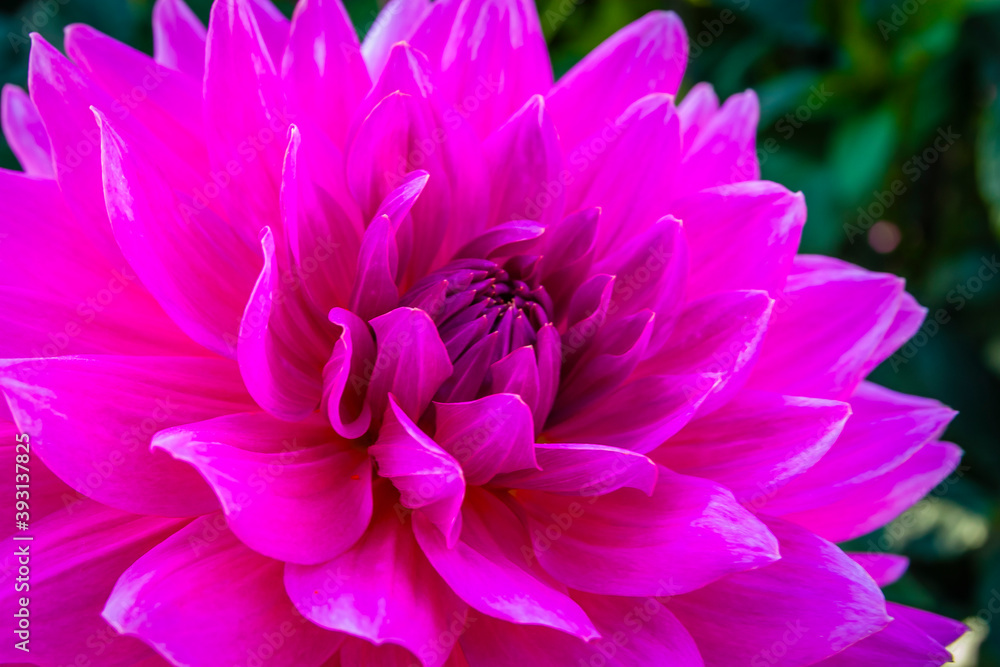 Colourful blossom of a dahlia in the garden of a German park Colourful blossom of a dahlia in the garden of a German park