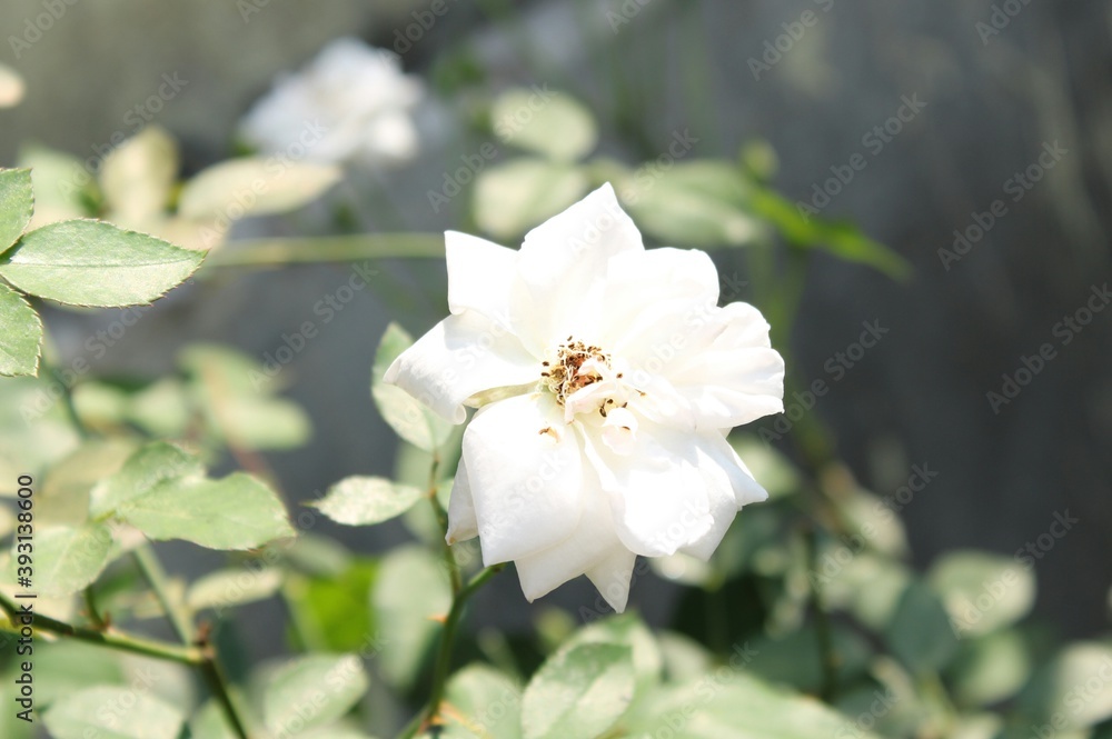 rose, white colour freshness rose with blureed background.