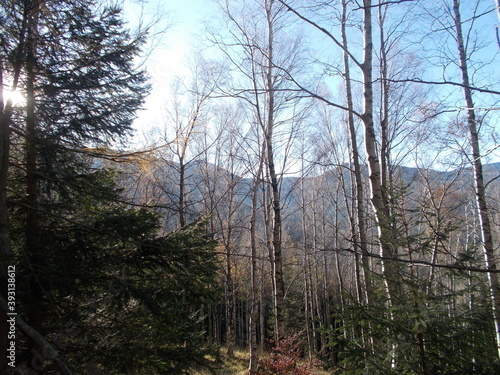 Zamek w Świnie