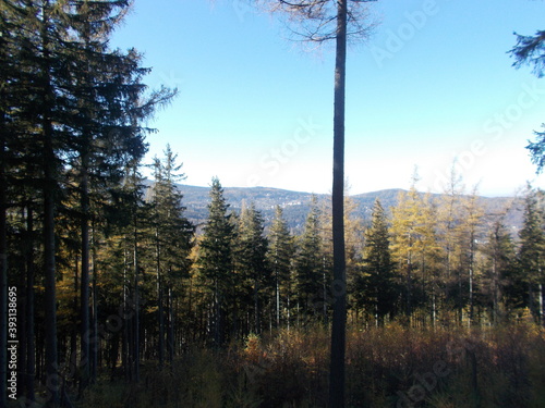 Zamek w Świnie
