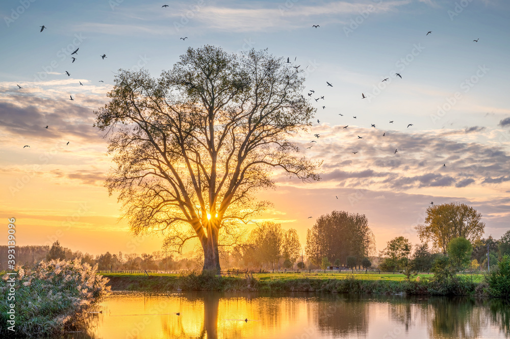 Flying cormorants around a Canadian poplar on a beautiful golden hour sunset Flying cormorants around a Canadian poplar on a beautiful golden hour sunset