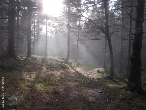 Zamek w Świnie