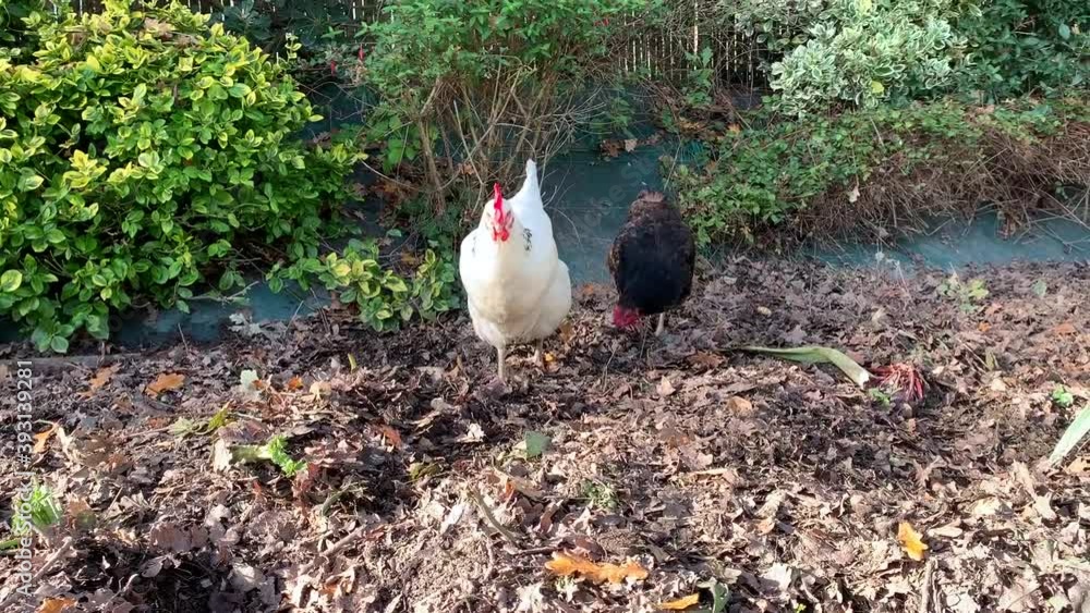 Poule de race Sussex et de race Marans qui cherchent de la nourriture. La poule Blanche court même après un moustique.