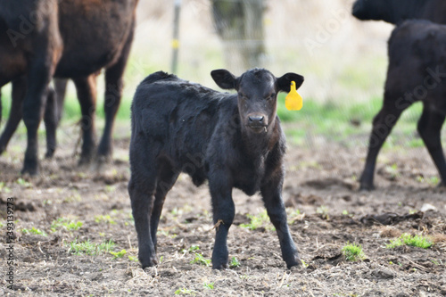 Angus Bull Calf