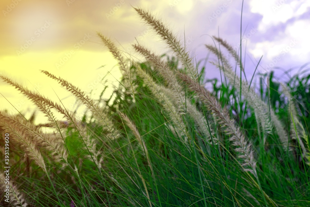 wheat field in the wind wheat field in the wind