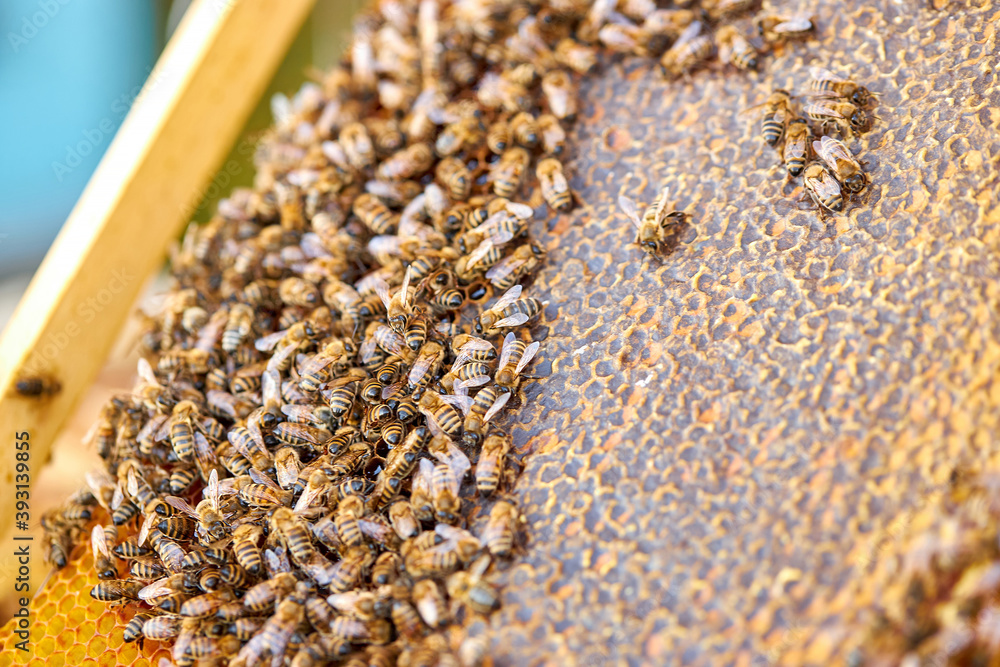 close-up photo of bees on the home apiary, technology breeding of honey bees. honeycomb , seamless honeycomb pattern concept close-up photo of bees on the home apiary, technology breeding of honey bees. honeycomb , seamless honeycomb pattern concept