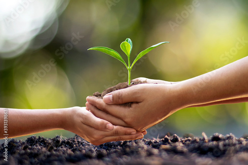 Human hands help plant seedlings in the ground, the concept of forest conservation and tree planting.