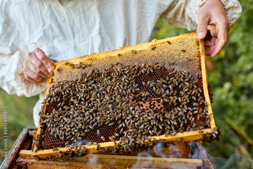caucasian bee master on apiary wearing protective suit and mask, caucasian beekeeper examining bees on a bee farm caucasian bee master on apiary wearing protective suit and mask, caucasian beekeeper examining bees on a bee farm