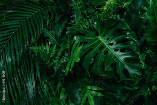 Monstera green leaves or Monstera Deliciosa in dark tones(Monstera, palm, rubber plant, pine, bird’s nest fern), background or green leafy tropical pine forest patterns for creative design elements. 