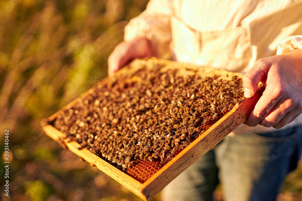 portrait of adult man beekeeper holding a honeycomb full of bees, professional beekeeper in protective workwear inspecting honeycomb frame at apiary. beekeeper harvesting honey portrait of adult man beekeeper holding a honeycomb full of bees, professional beekeeper in protective workwear inspecting honeycomb frame at apiary. beekeeper harvesting honey