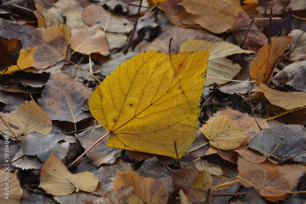 An autumn leaf is lying on the ground . Yellow foliage filled the ground . An autumn leaf is lying on the ground . Yellow foliage filled the ground .
