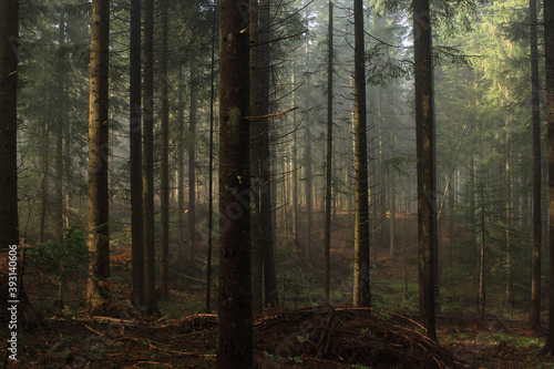 Dawn in the mountain forest