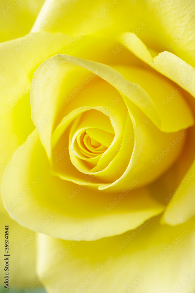 Yellow roses flower closeup as greeting card Yellow roses flower closeup as greeting card