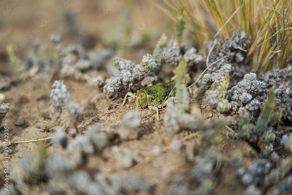 macro of a tall, green locust with shallow depth of field macro of a tall, green locust with shallow depth of field