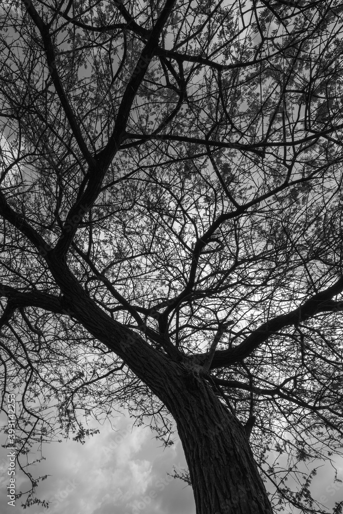 An Abstract tree silhouette with branches and leaves in monochrome An Abstract tree silhouette with branches and leaves in monochrome
