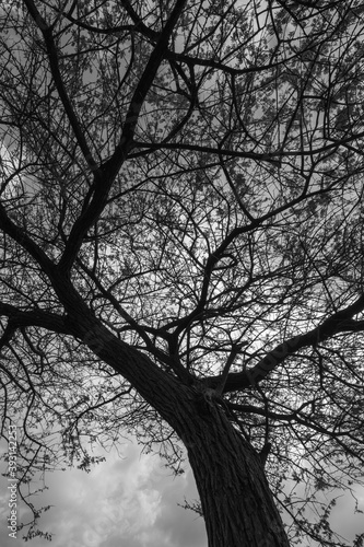 An Abstract tree silhouette with branches and leaves in monochrome