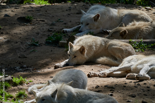 Wolf pack of big and white Hudson Bay Wolf  lives in the Arctic and at the northwestern coast of Hudson Bay in Canada  North America. Canis lupus hudsonicus  lying in warm sunlight