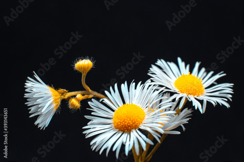 camomile on black background