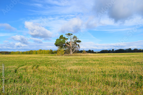  A lone pine tree stands in the field. Sunny day, yellow and green grass
