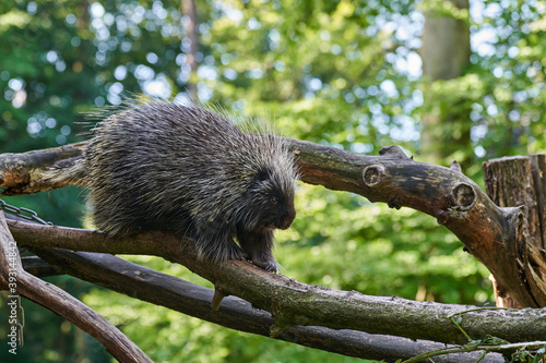 Bild auf Leinwand Erethizontidae, north american porcupine, climbing over trees and branches