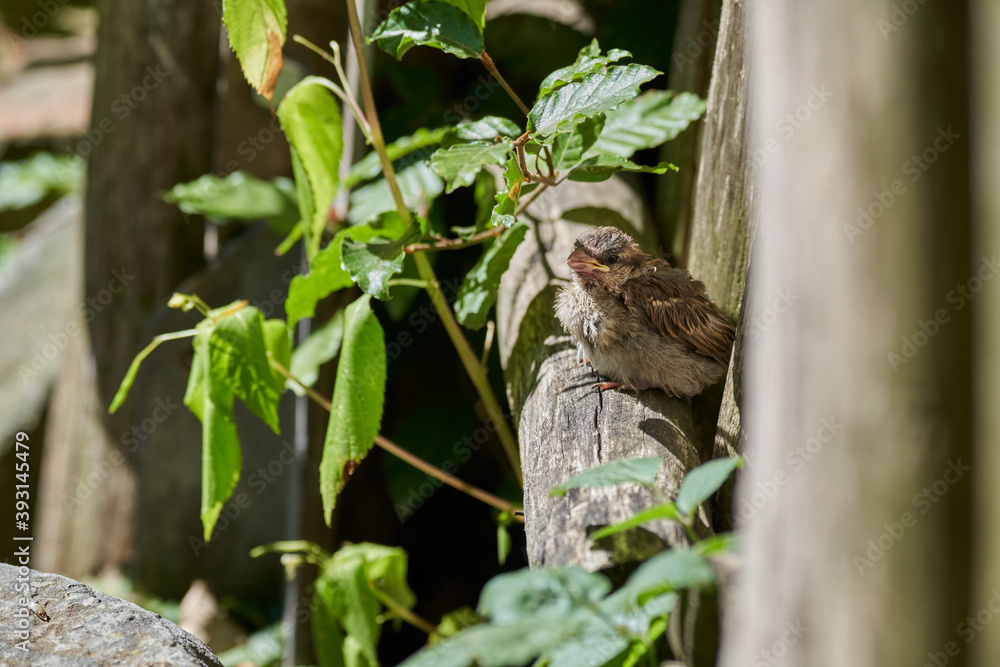 Passer domesticus, house sparrow chick sits and waits for parents to feed it Passer domesticus, house sparrow chick sits and waits for parents to feed it