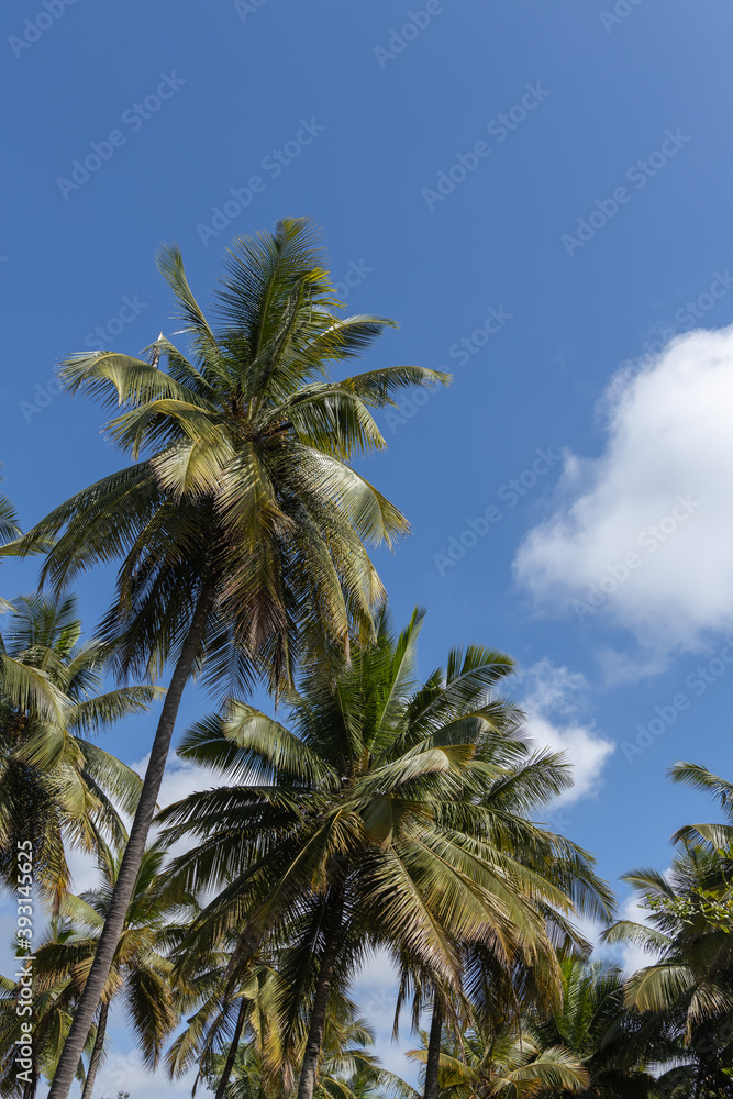 Coconut trees with blue sky and cloud in the sky
