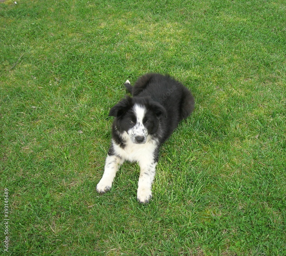Cucciolo di Border Collie su un prato verde Cucciolo di Border Collie su un prato verde
