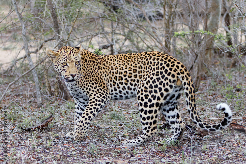 Leopard walking around in Sabi Sands game reserve in the Greater Kruger Region in South Africa Leopard walking around in Sabi Sands game reserve in the Greater Kruger Region in South Africa