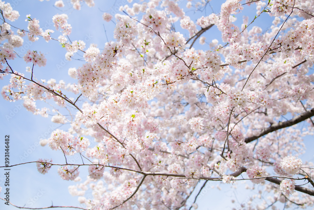 Cherry Tree Pink Blossom Cherry Tree Pink Blossom