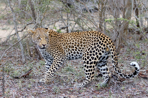 Leopard walking around in Sabi Sands game reserve in the Greater Kruger Region in South Africa © henk bogaard