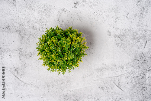 A top view of green plant on a gray table. Natural background, space for text