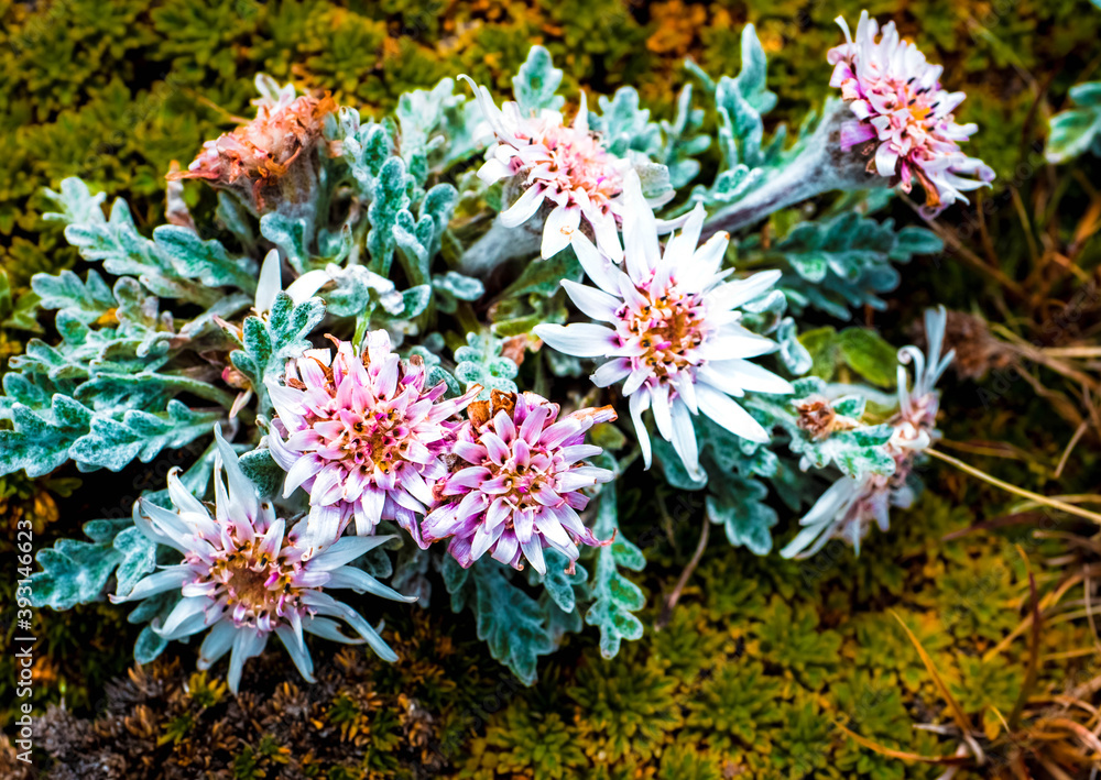flowers in the garden