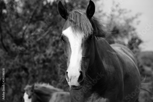Quarter horse portrait in black and white.