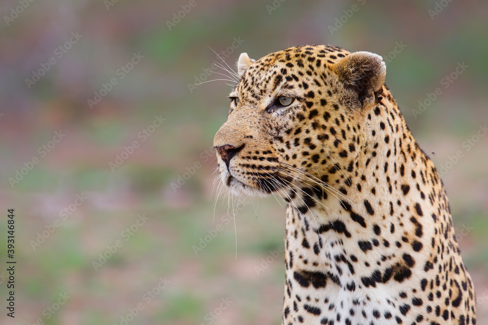 Portrait of a Leopard male in Sabi Sands game reserve in the Greater Kruger Region in South Africa Portrait of a Leopard male in Sabi Sands game reserve in the Greater Kruger Region in South Africa