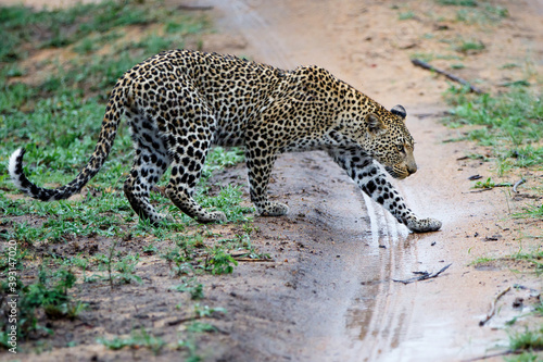 Leopard walking around in Sabi Sands game reserve in the Greater Kruger Region in South Africa