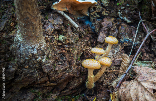 Four honey agaric mushrooms on an old tree in an autumn forest among fallen leaves